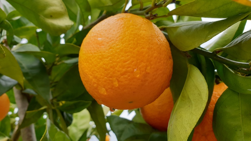 6 Sinaasappelboom