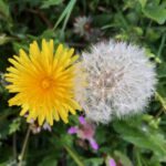 Paardenbloem