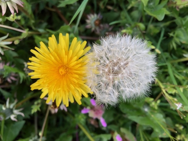 Paardenbloem